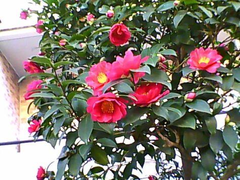 ミニピク撮影 花